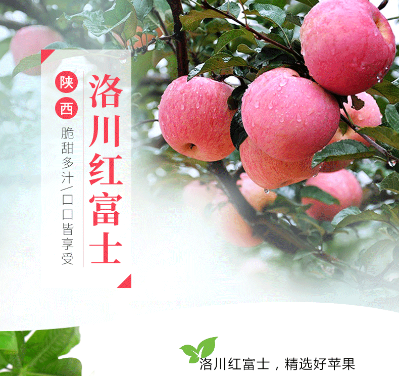 洛川苹果详情图_01.png